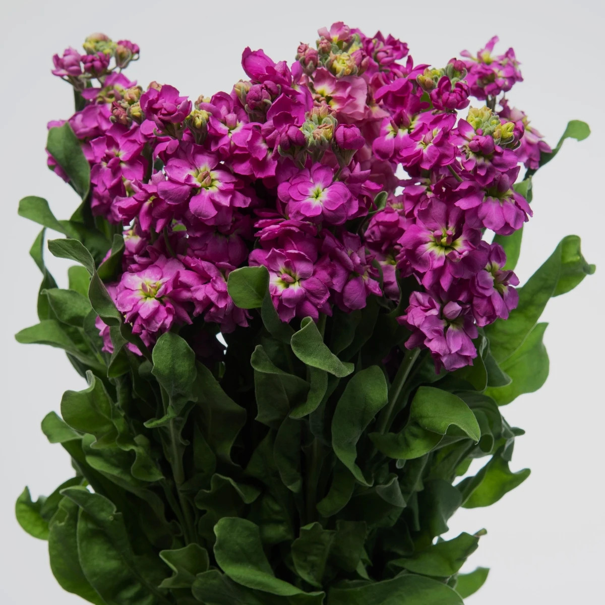 Fiala Cinderella Purple - Matthiola incana - predaj semien - 40 ks