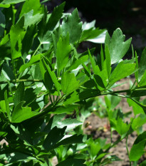 Ligurček lekársky - Levisticum officinale - semiačka - 115 ks