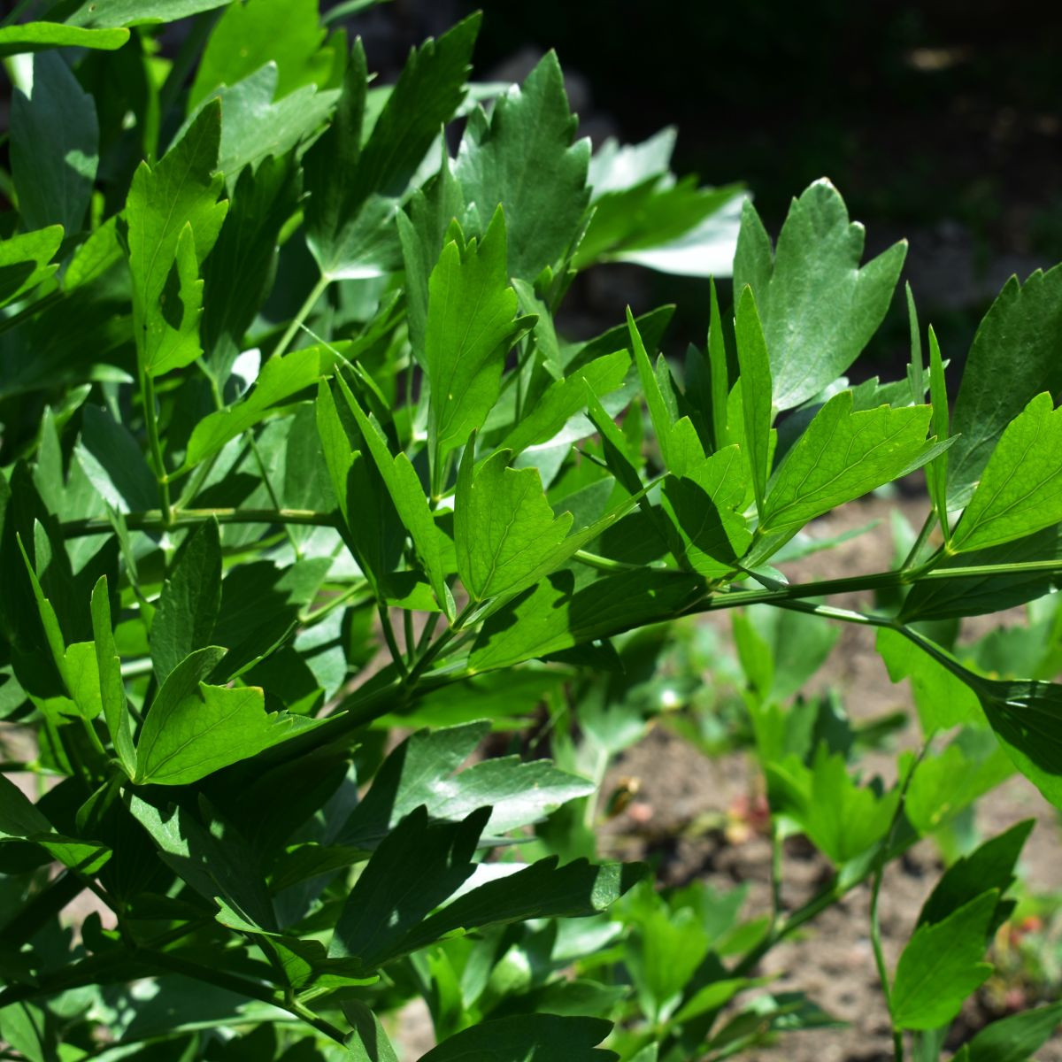 Ligurček lekársky - Levisticum officinale - semiačka - 115 ks