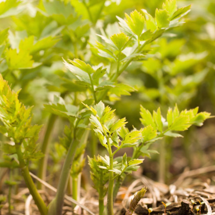 Ligurček lekársky - Levisticum officinale - semiačka - 115 ks
