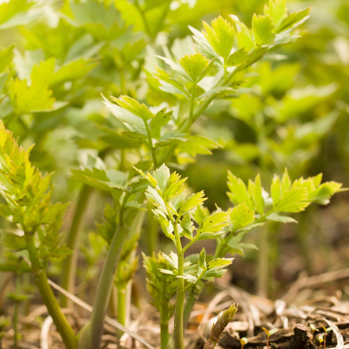 Ligurček lekársky - Levisticum officinale - semiačka - 115 ks