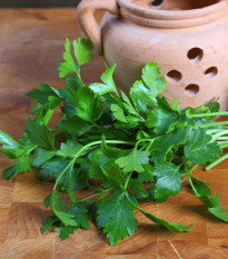 Ligurček lekársky - Levisticum officinale - semiačka - 115 ks