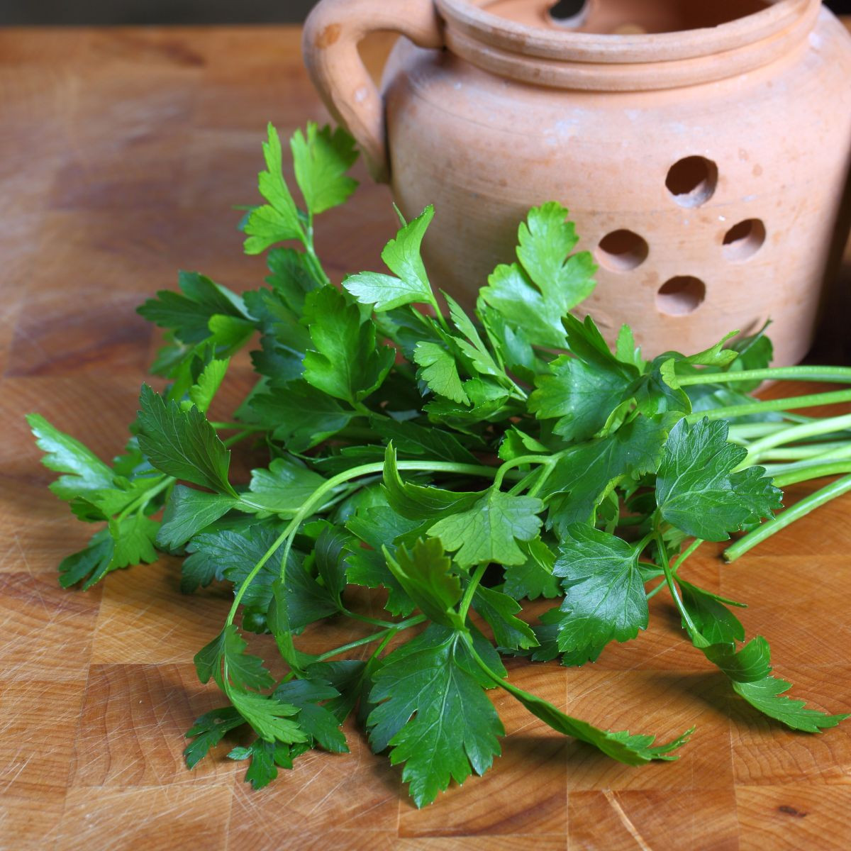 Ligurček lekársky - Levisticum officinale - semiačka - 115 ks