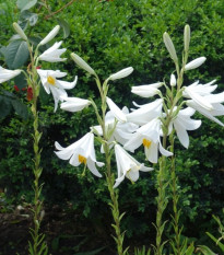 Ľalia biela liečivá - Lilium candidum - predaj cibuľovín - 1 ks