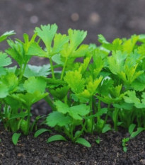 Petržlen koreňový záhradný Efez - Petroselinum crispum - predaj semien petržlenu - 700 ks