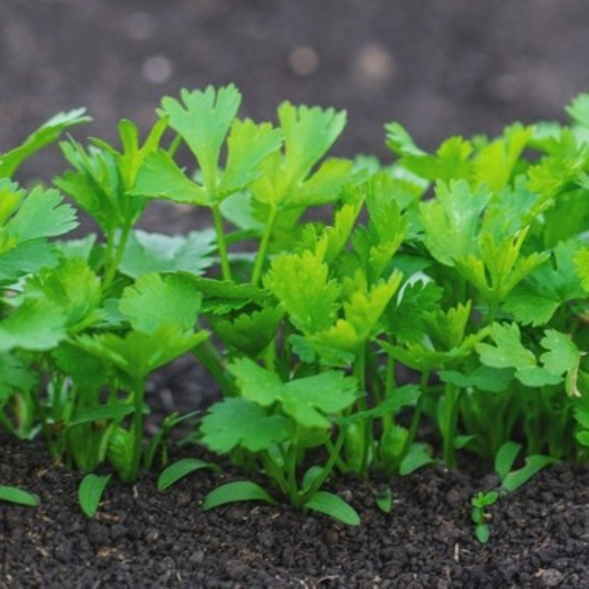 Semienka petržlenu – Petržlen koreňový záhradný Efez – Petroselinum crispum