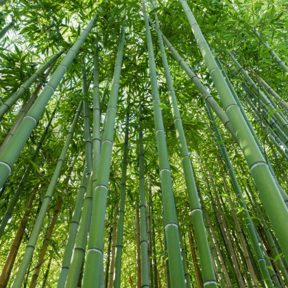 Bambus najvyšší - Dendrocalamus giganteus - semiačka - 2 ks