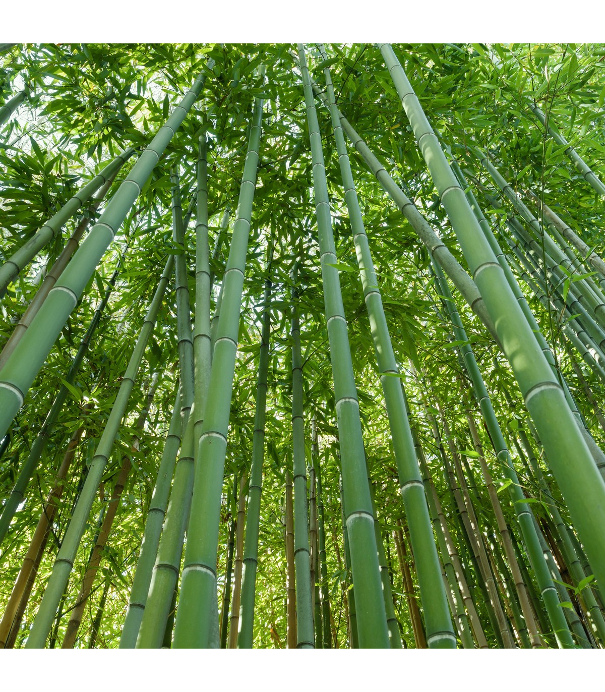 Bambus najvyšší - Dendrocalamus giganteus - semiačka - 2 ks