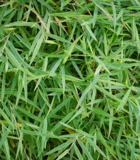 Bambus obrovský - Bambusa Arundinacea - semiačka - 2 ks