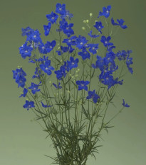 Stračonôžka Jennys Pearl F1 Blue - Delphinium grandiflorum - predaj semien - 10 ks