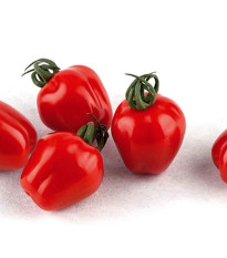 Paradajka tyčková Appleberry F1 PhR červená - Solanum lycopersicum - predaj semien - 7 ks