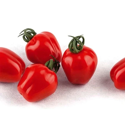 Paradajka tyčková Appleberry F1 PhR červená - Solanum lycopersicum - predaj semien - 7 ks