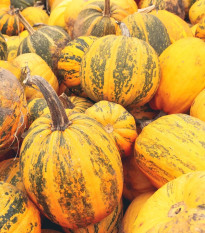 Tekvica olejná Trumf F1 - Cucurbita pepo - predaj semien - 12 ks