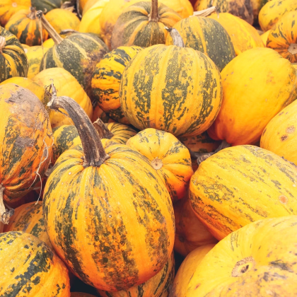 Tekvica olejná Trumf F1 - Cucurbita pepo - predaj semien - 12 ks