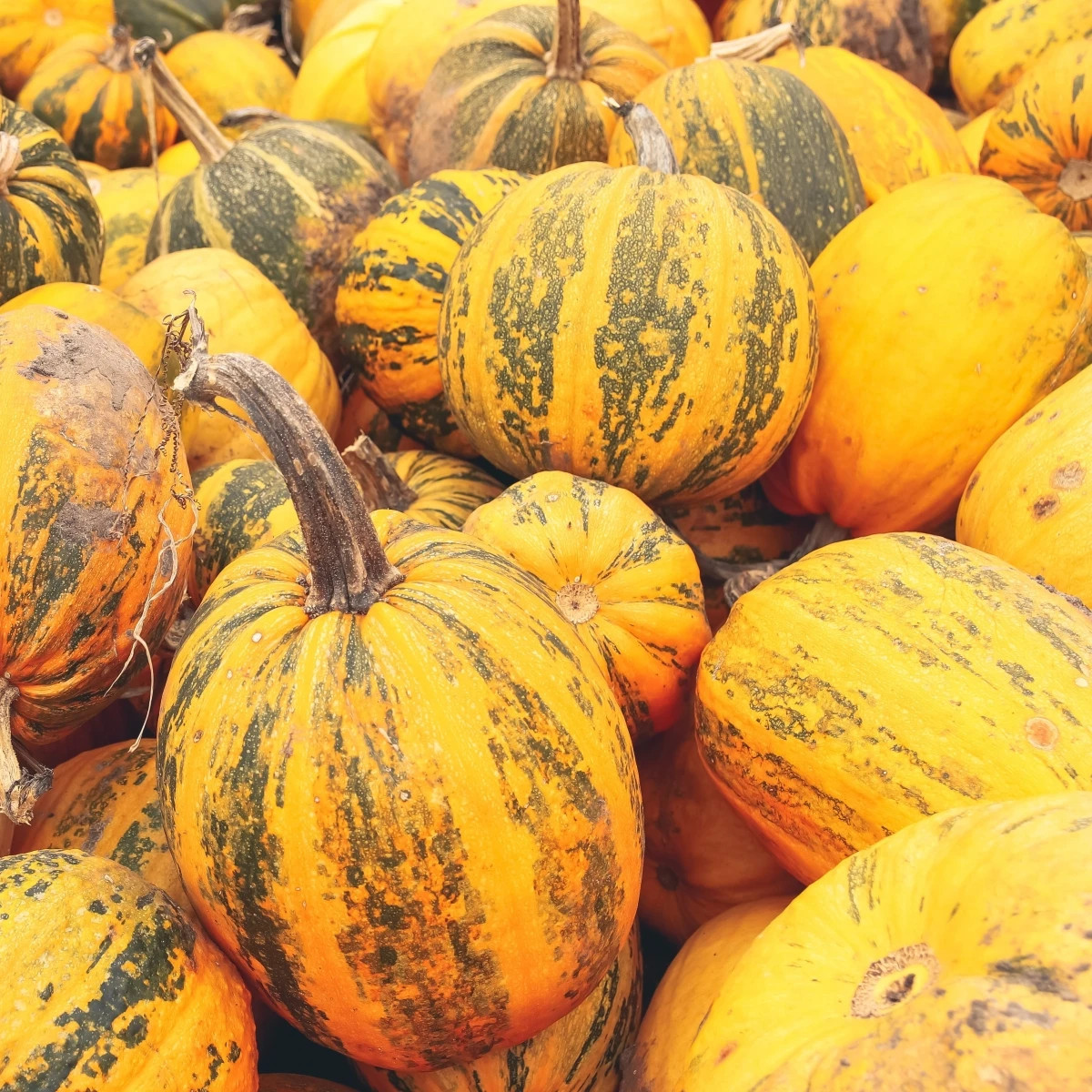 Tekvica olejná Trumf F1 - Cucurbita pepo - predaj semien - 12 ks