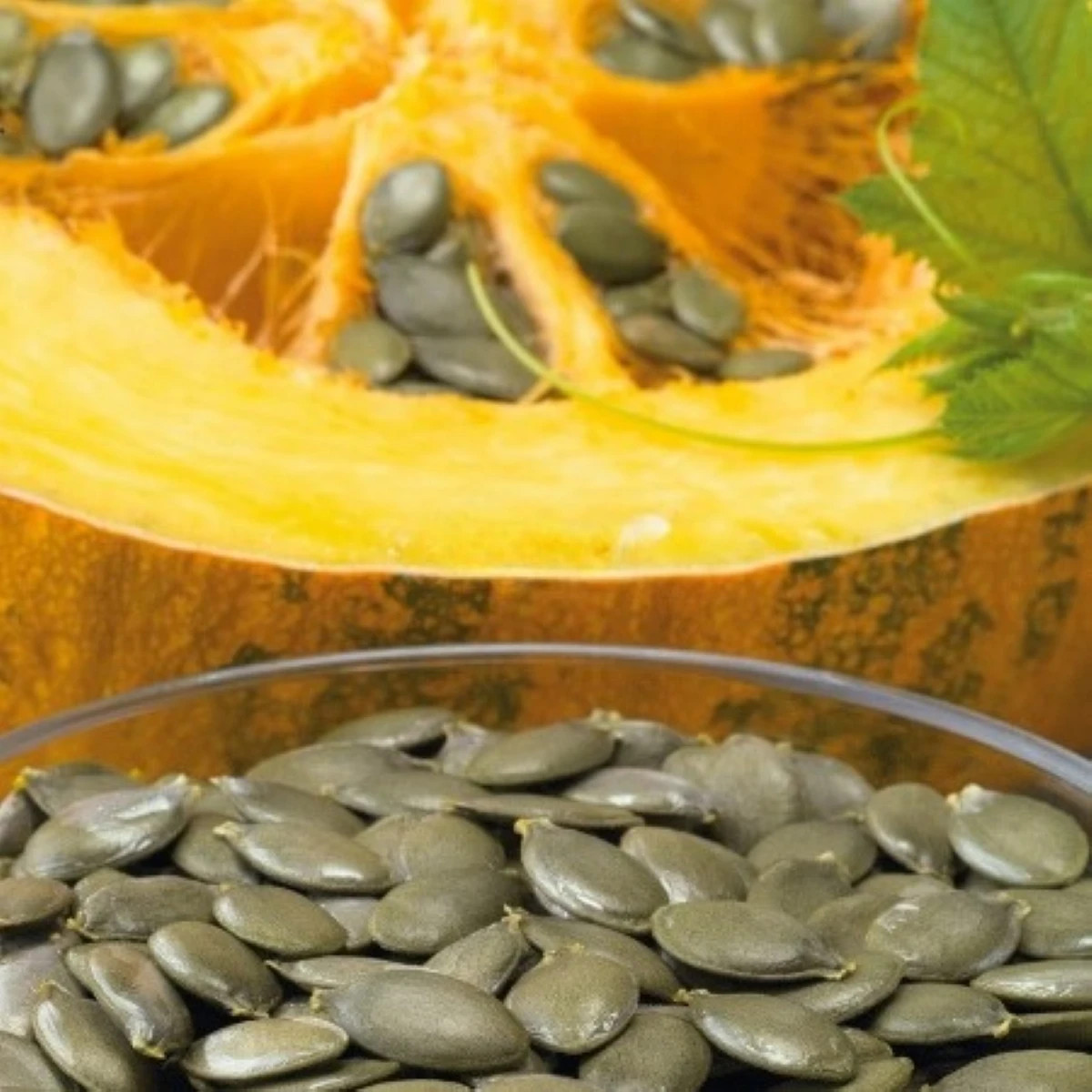 Tekvica olejná Trumf F1 - Cucurbita pepo - predaj semien - 12 ks