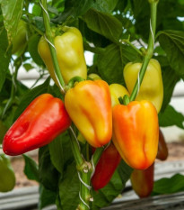 Paprika Amy - Capsicum annuum - predaj semien papriky - 50 ks