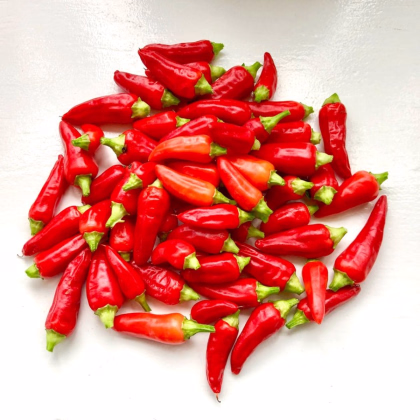 Chilli Jalapeno – Capsicum annuum – predaj semien