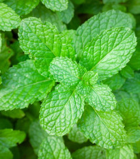 Mäta pieporná - Mentha - semiačka - 500 ks