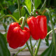 BIO Paprika Quadrato d Asti Rosso - Capsicum annuum - predaj bio semien - 8 ks