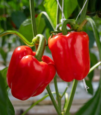 BIO Paprika Quadrato d Asti Rosso - Capsicum annuum - predaj bio semien - 8 ks
