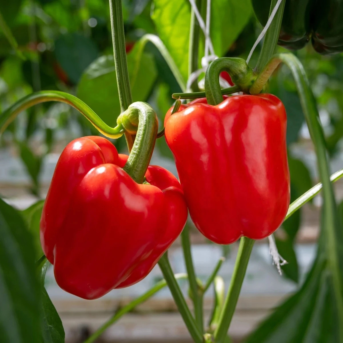 BIO Paprika Quadrato d Asti Rosso - Capsicum annuum - predaj bio semien - 8 ks