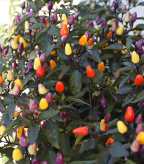 BIO Chilli Lila Luzi - Capsicum frutescens - predaj bio semien - 8 ks
