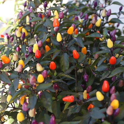 BIO Chilli Lila Luzi - Capsicum frutescens - predaj bio semien - 8 ks