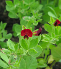 BIO Ľadenec purpurový - hrach štvorhranný - Lotus tetragonolobus - predaj bio semien - 20 ks