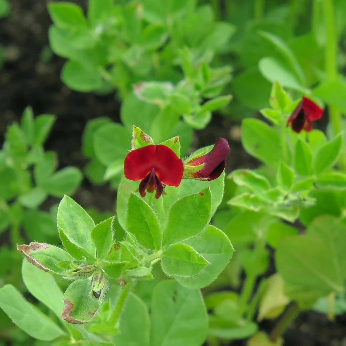 BIO Ľadenec purpurový - hrach štvorhranný - Lotus tetragonolobus - predaj bio semien - 20 ks