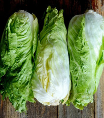 BIO Čakanka hlávková Nettuno - Cichorium intybus - predaj semien - 100 ks