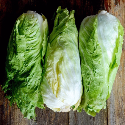 BIO Čakanka hlávková Nettuno - Cichorium intybus - predaj semien - 100 ks