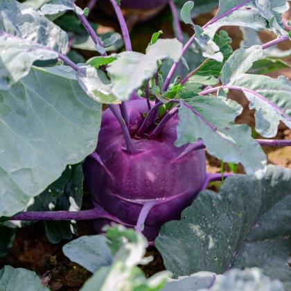 BIO Kaleráb Dyna - Brassica oleracea var. gongylodes - predaj bio semien - 50 ks