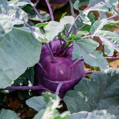 BIO Kaleráb Dyna - Brassica oleracea var. gongylodes - predaj bio semien - 50 ks