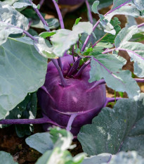 BIO Kaleráb Blaro - Brassica oleracea var. gongylodes - predaj bio semien - 50 ks