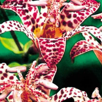 Ľalia hadia - Tricytris hirta - cibuľky - 1 ks