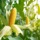 BIO Kukurica Mergoscia - Zea mays - predaj bio semien - 15 ks