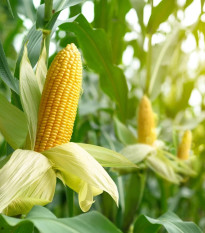 BIO Kukurica Mergoscia - Zea mays - predaj bio semien - 15 ks