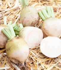 BIO Repa červená Albina Vereduna - Beta vulgaris conditiva - predaj bio semien - 50 ks