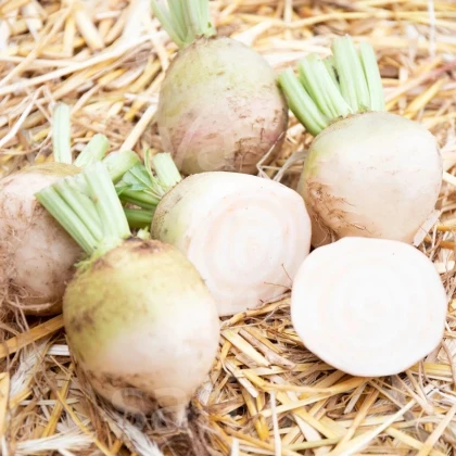 BIO Repa červená Albina Vereduna - Beta vulgaris conditiva - predaj bio semien - 50 ks