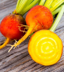 BIO Repa červená Burpees Golden - Beta vulgaris conditiva - predaj bio semien - 50 ks