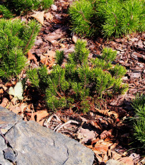 Borovica marhuľa - Pinus mugo pumilio - semená borovice - 5 ks