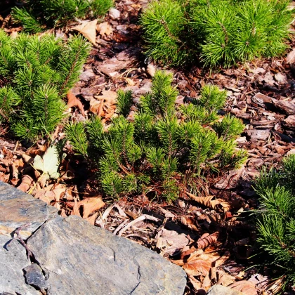 Borovica marhuľa - Pinus mugo pumilio - semená borovice - 5 ks