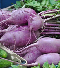 Reďkev Blue Candle F1 - Raphanus sativus - predaj semien - 35 ks