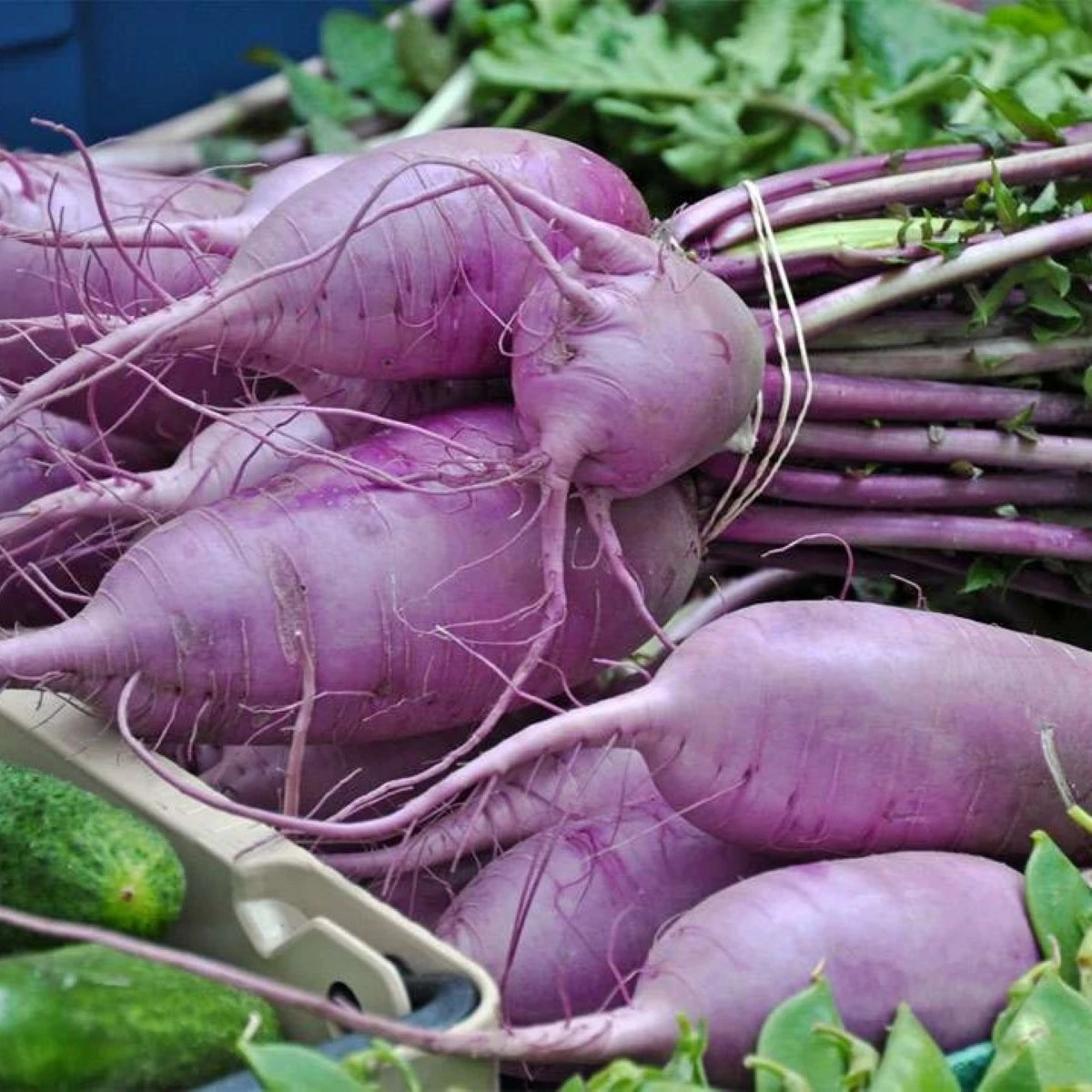 Reďkev Blue Candle F1 - Raphanus sativus - predaj semien - 35 ks