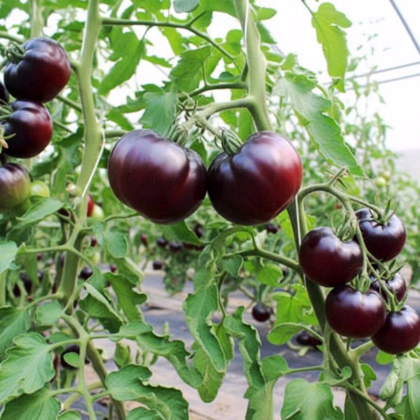 BIO Paradajka tyčková Black Beauty - Solanum lycopersicum - predaj bio semien - 7 ks