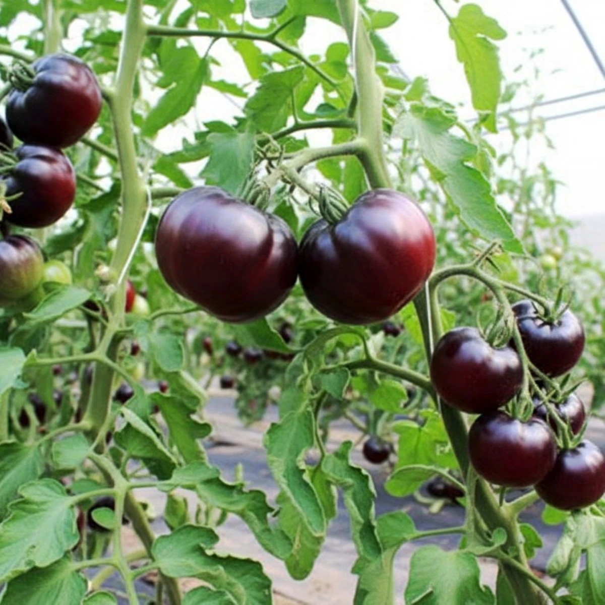 BIO Paradajka tyčková Black Beauty - Solanum lycopersicum - predaj bio semien - 7 ks
