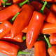 Paprika Tangerine Dream - Capsicum annuum - predaj semien - 7 ks