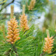 Borovica pokrútená - Pinus contorta - semená borovice - 7 ks