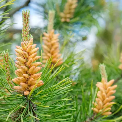 Borovica pokrútená - Pinus contorta - semená borovice - 7 ks